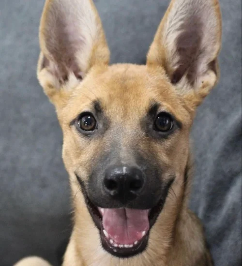 This smiling dog is sitting on a soft surface, available for adoption at dog shelters in San Diego.